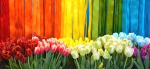 colourful tulips