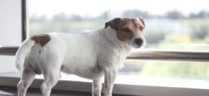 dog waiting anxiously in an airport