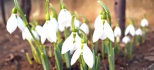 snowdrops