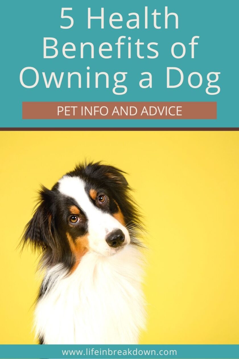 Owning a dog has a number of benefits for the mind and body here are 5 of the health benefits you will find from owning one.