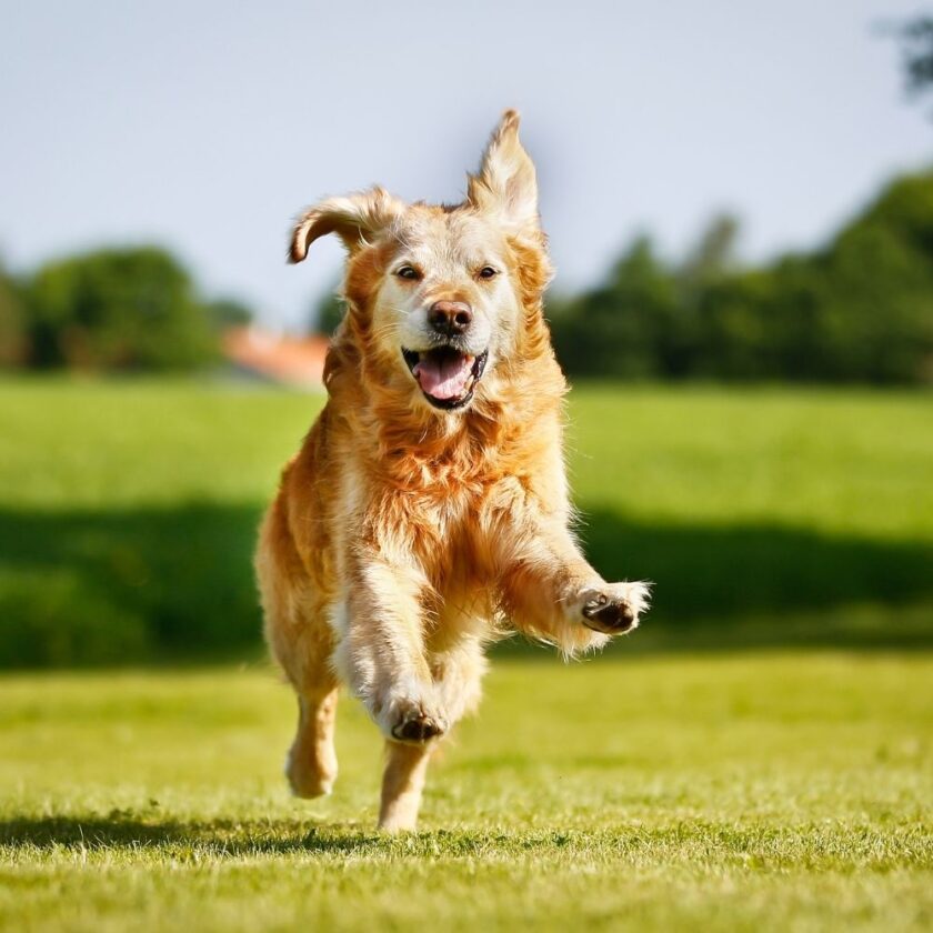dog running in a field