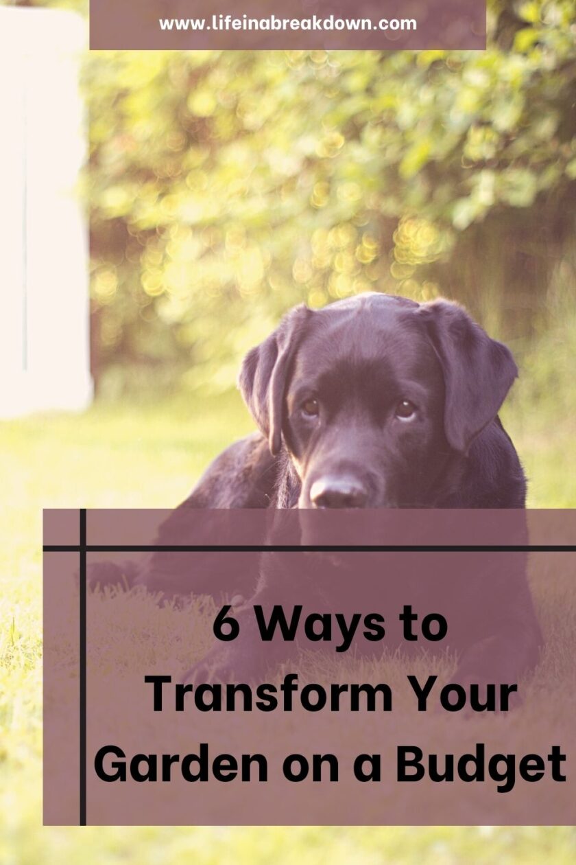 Are you looking to transform your garden, but stuck working with a budget? Then here are some simple ideas that you might love.