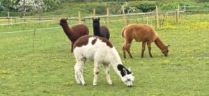 Alrewas Alpacas at 4GetMeKnott Smallholding Heading