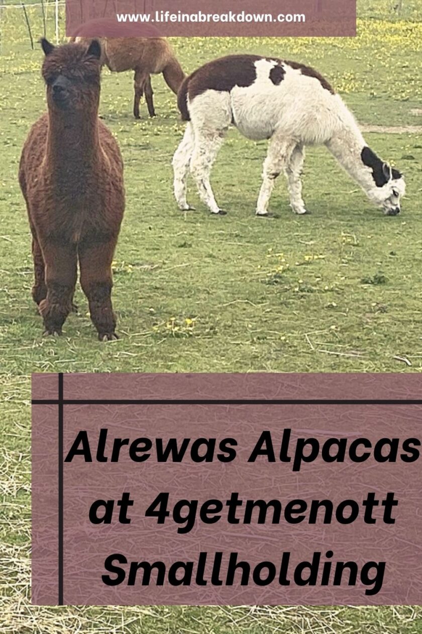 Do you like spending time with animals? Do you fancy walking alpacas? Then Alrewas Alpacas at 4getmenott Smallholding is worth looking into.