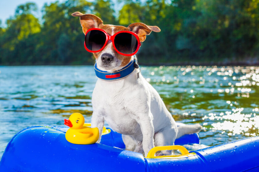 jack russell dog sitting on an inflatable mattress in water by the sea, river or lake in summer holiday vacation , rubber plastic toy included