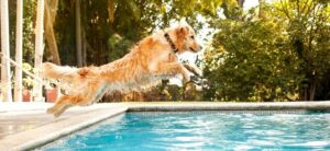 dog jumping into a pool