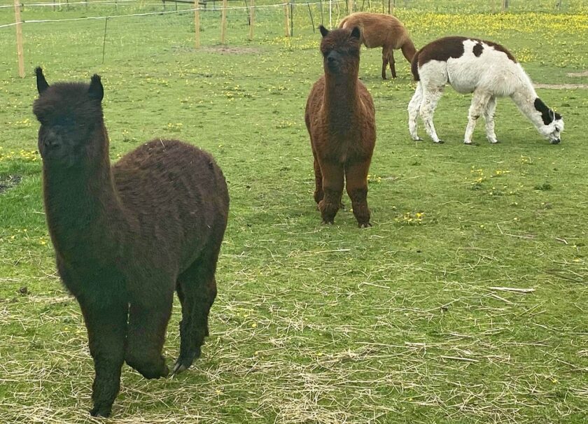 dokota dante gordon and ted the alpacas