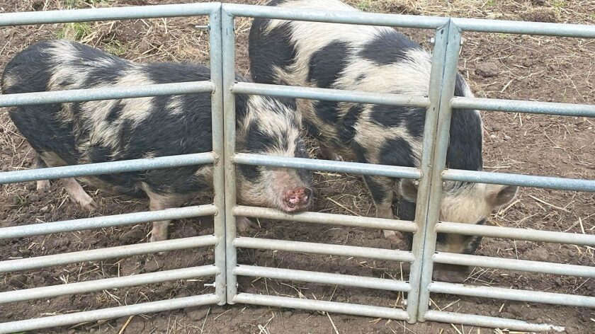 kune pigs are called bess lucy and rylie