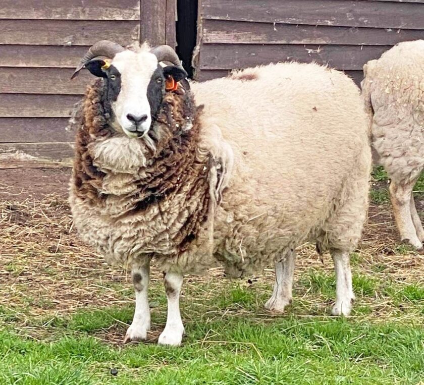 mikkah the sheep