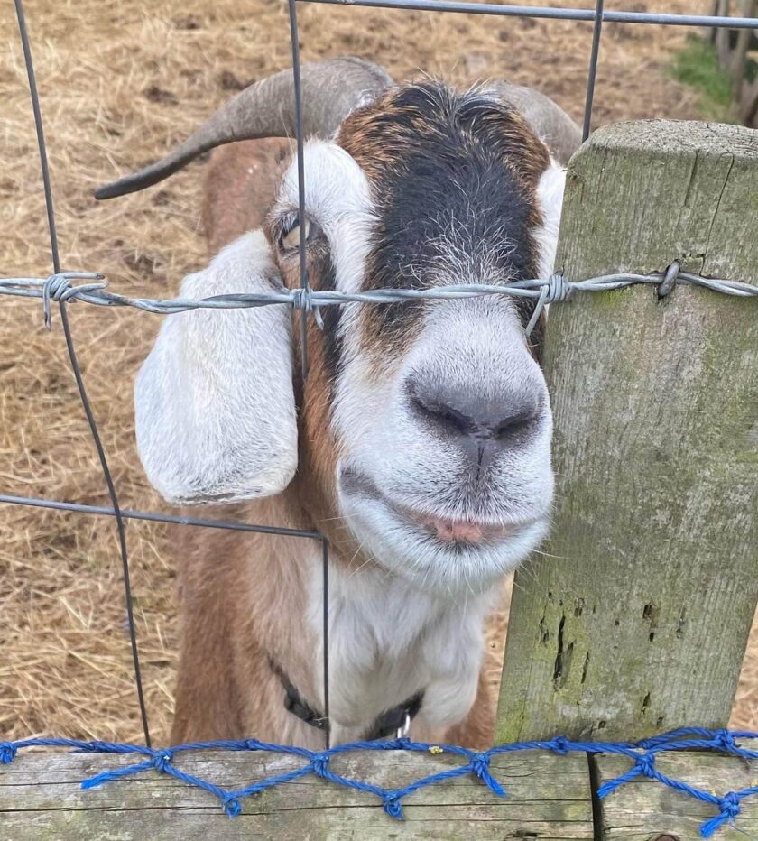 one of the goats at 4GetMeKnott Smallholding