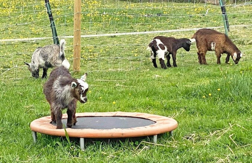pygmy goats