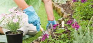 woman planting flowers in a garden