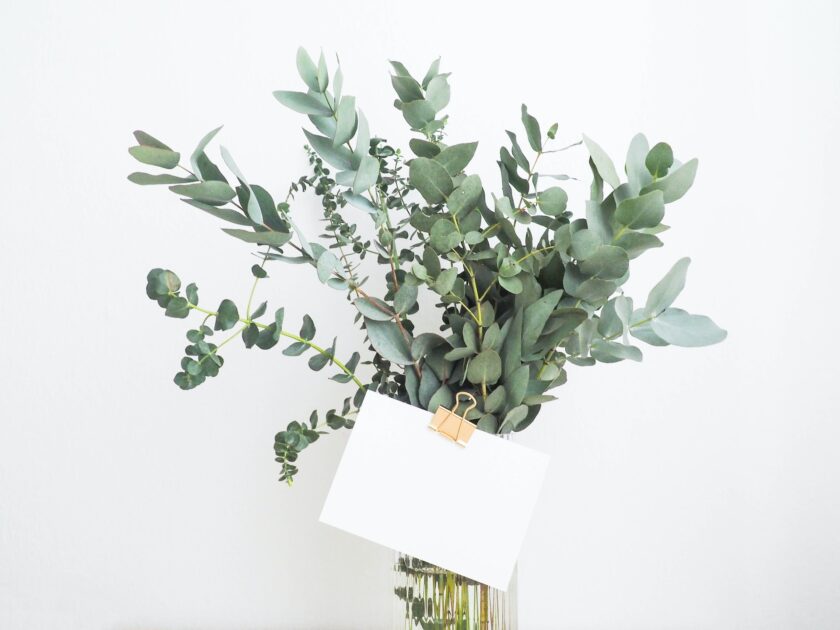 green leafed plant with white photo paper