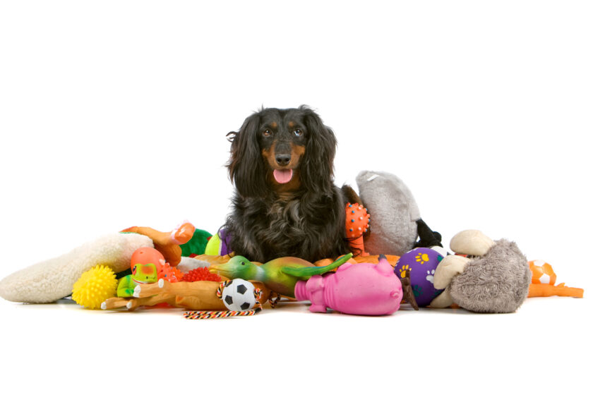 dog surrounded by toys