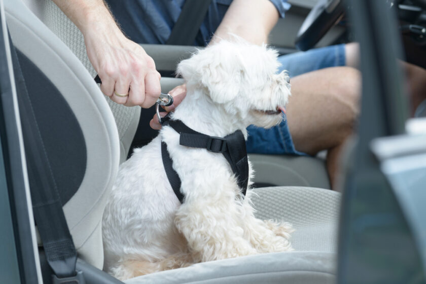 Small dog maltese in a car, his owner puts him a special dog car harness to keep him safe when he travels.