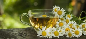 chamomile tea in a glass cup sat by chamomile flowers