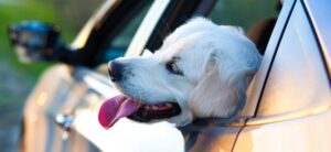 dog in a car
