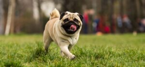 pug dog happily playing in a field