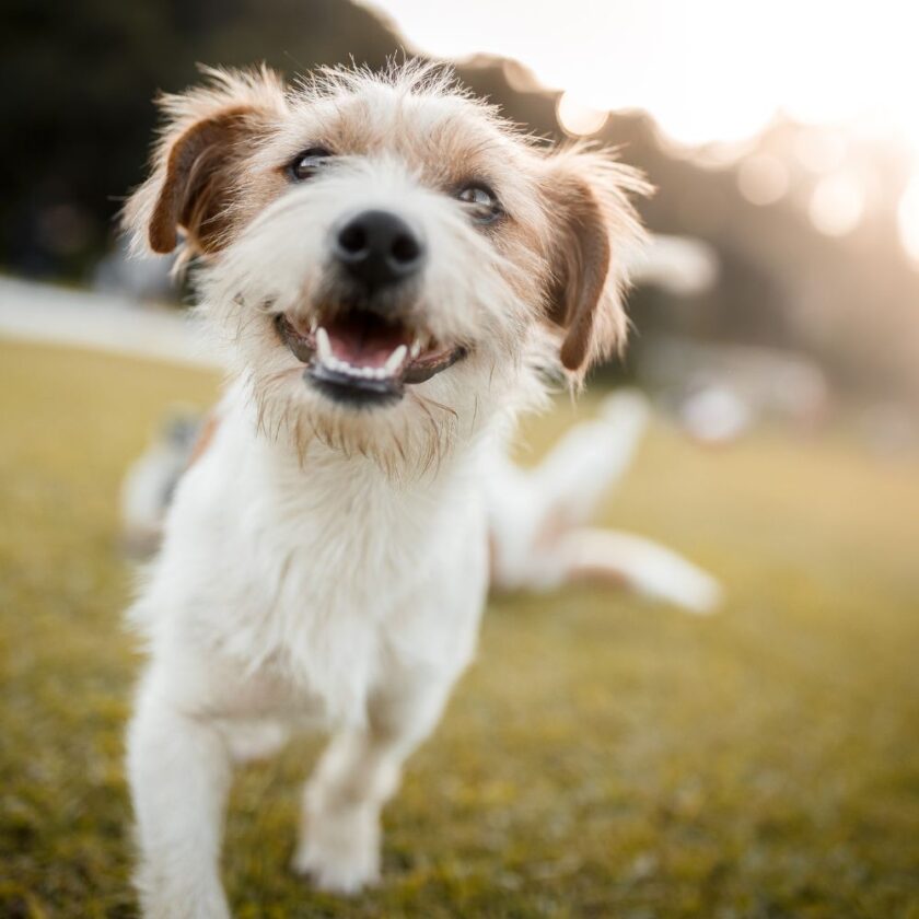 small white dog with tan ears looking happy in a field