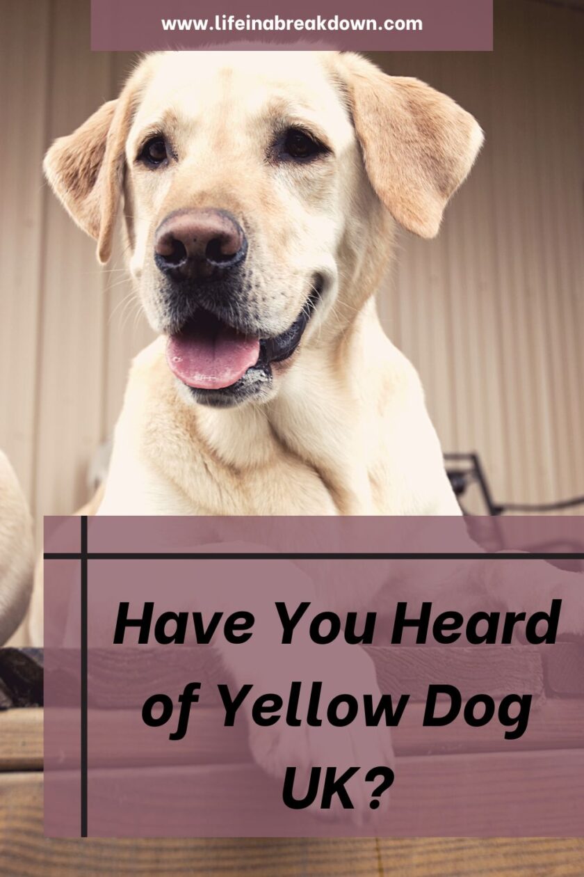 Have you heard about Yellow Dog UK? It is a charity forwarding the approach that some dogs need space and the use of yellow ribbons or leads to signify this, find out more in this post.