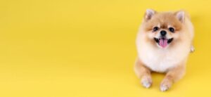 Pomeranian dog with yellow backdrop