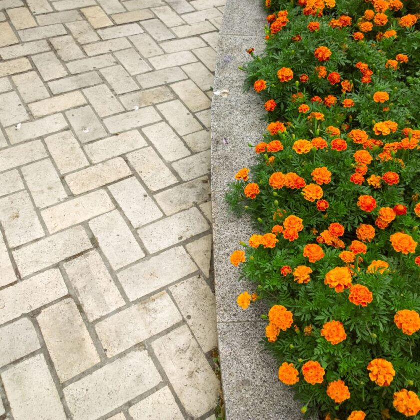 flower bed full of beautiful orange flowers with rock and stones to the edge