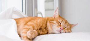 sleeping ginger cat on a white pillow