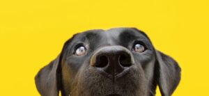 Labrador nose and face close up on a yellow backdrop