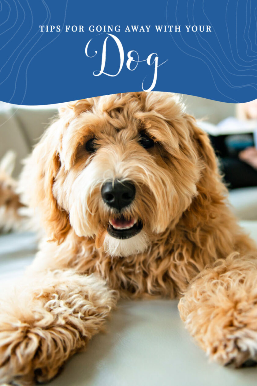 Are you looking to take your dog away with you? Then here are some hints and tips which will help you do just that.