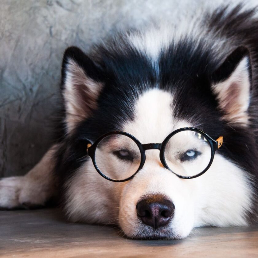 husky