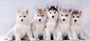 husky puppies