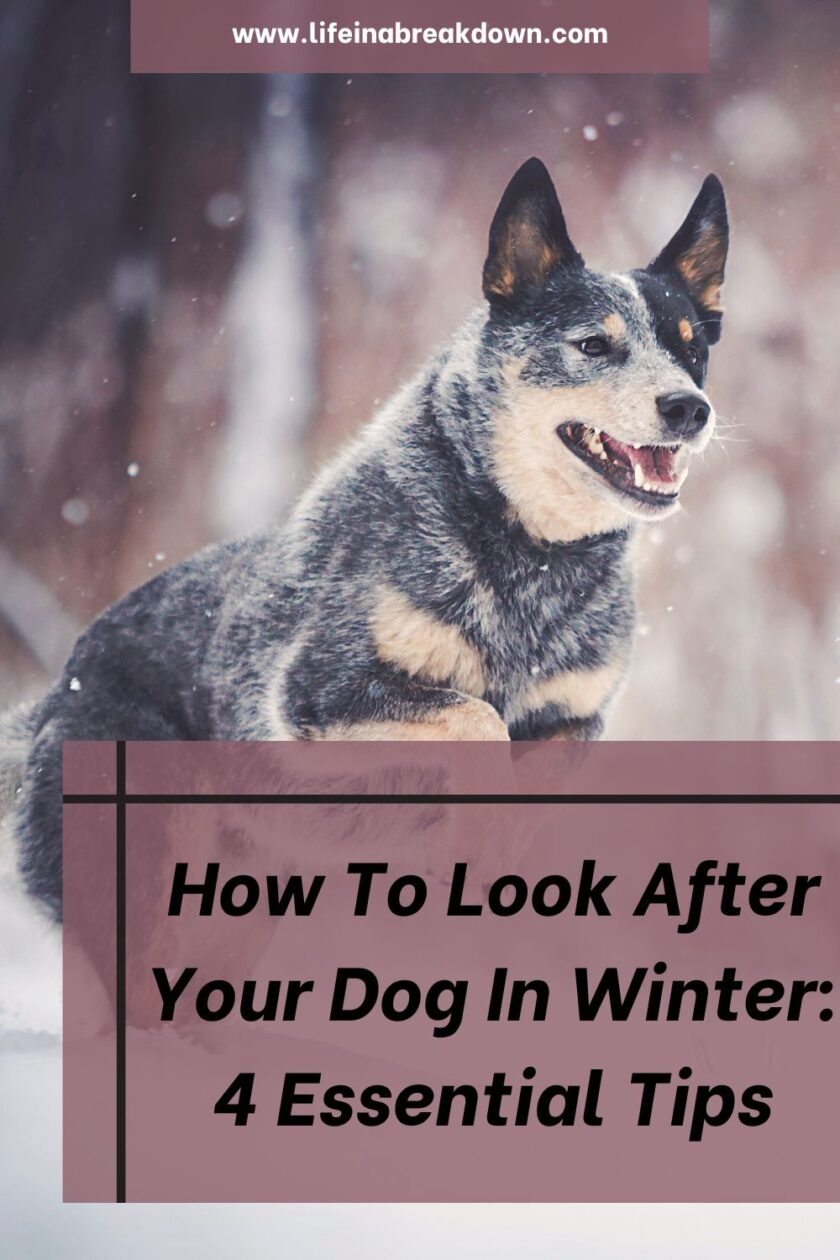 Are you wondering how to take care of your dog in winter? Then these tips will help you on the right path.
