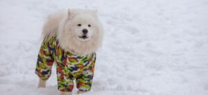 Samoyed dog in winter jacket