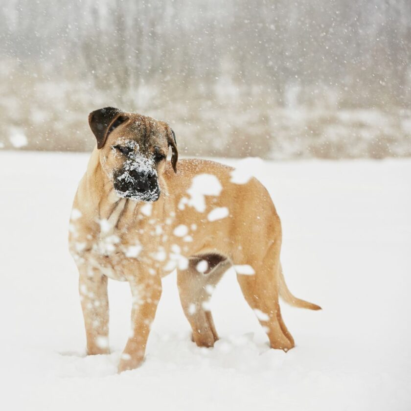 small pug type dog playing in the snow