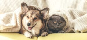 dog and cat under a blanket