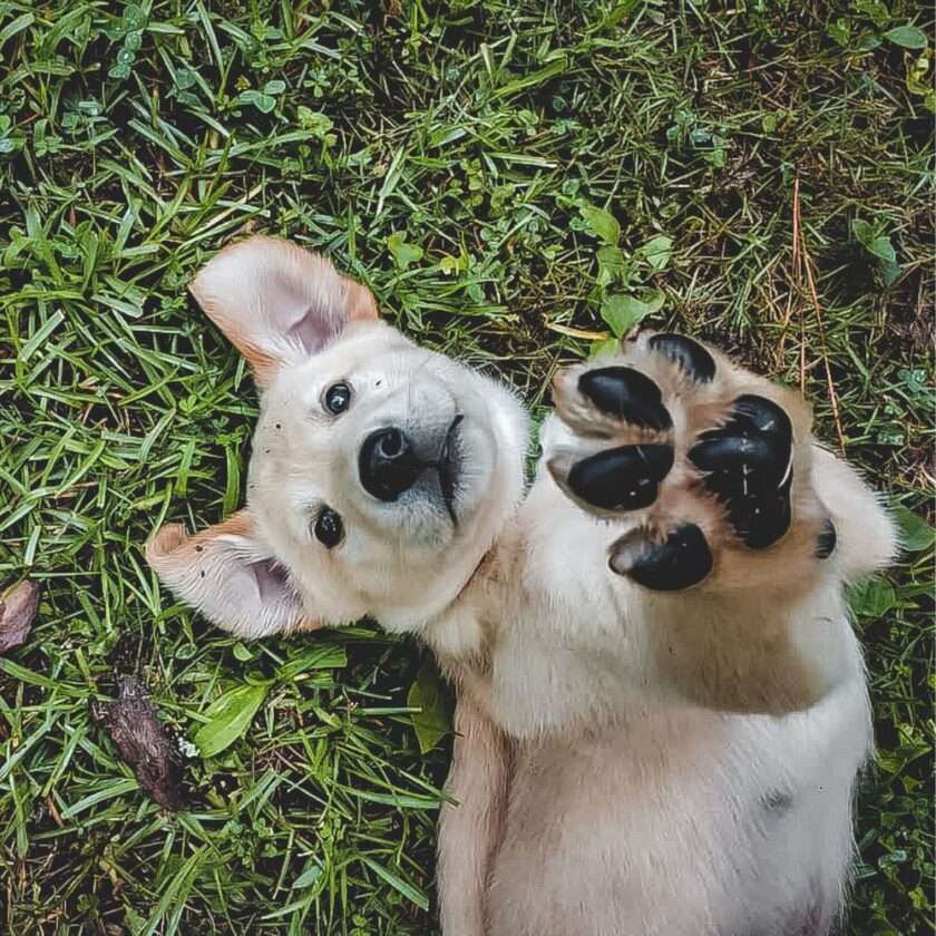 dog lying on the grass with his paw in the air