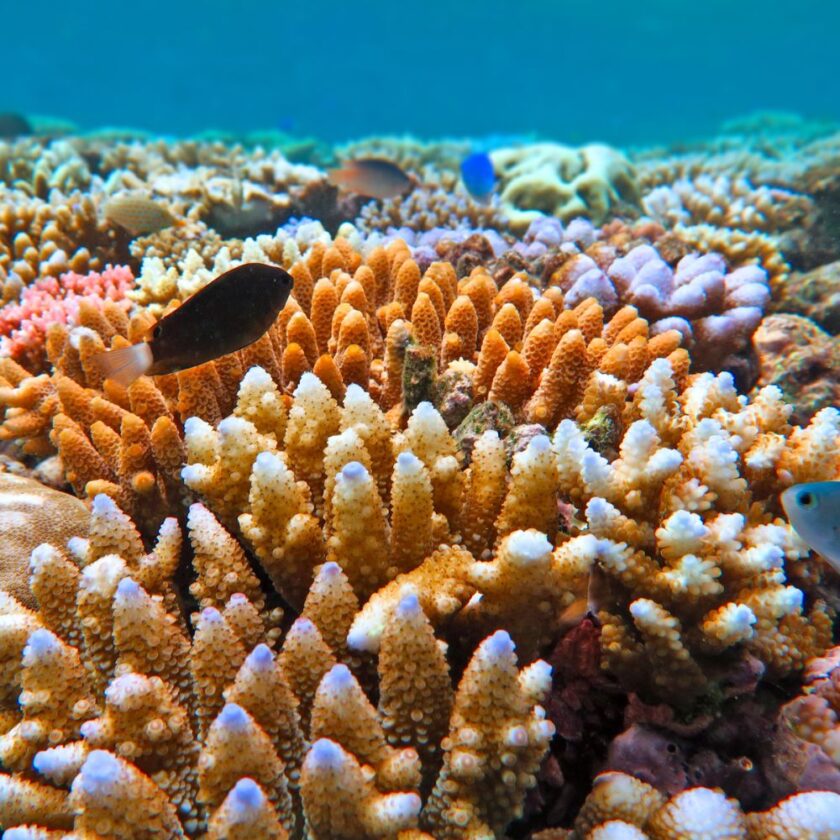 Australia’s Great Barrier Reefs 