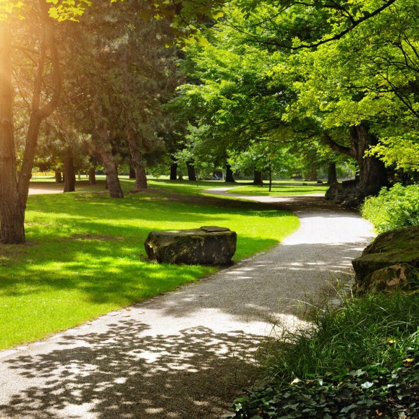 a park in summer 