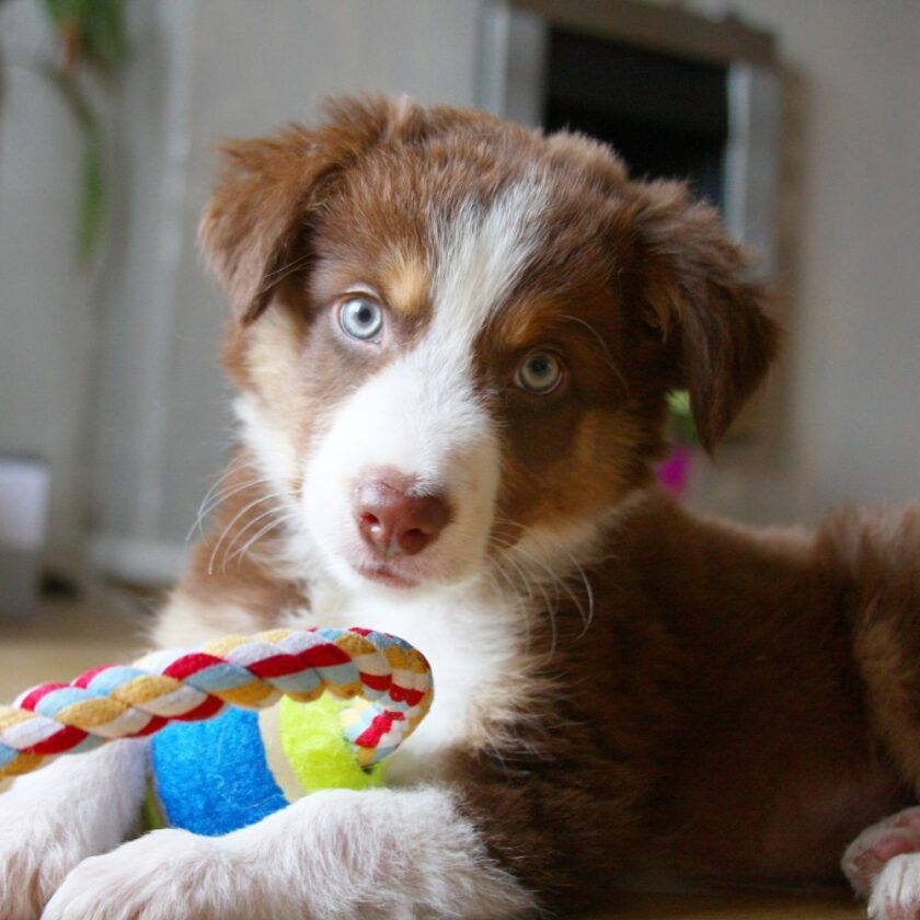 brown and white puppy sat in a home with a rope toy