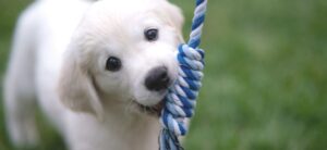 happy labrador type puppy playing with a toy