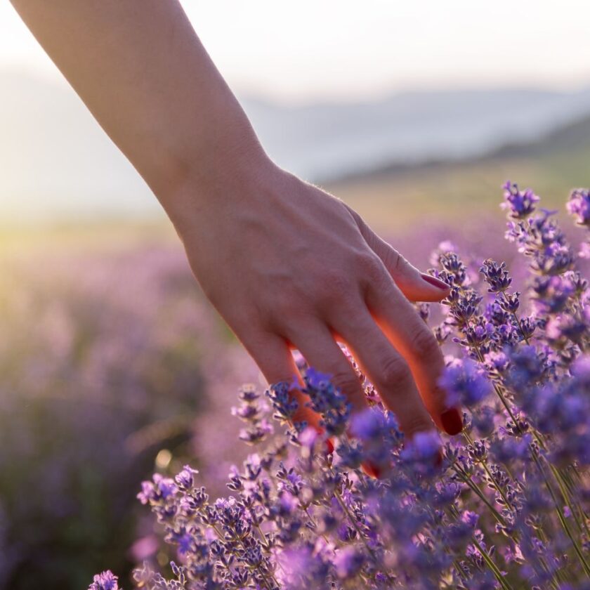 person touching lavender and tastes good