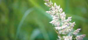 wild flowers and grass
