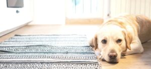 dog curled up in the home