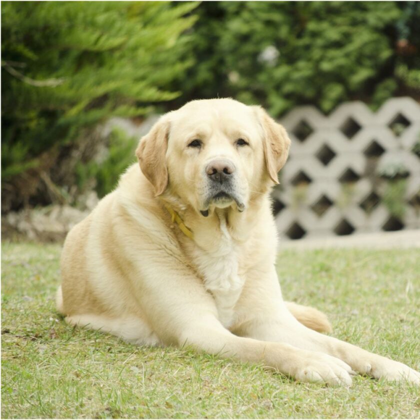 dog in a garden