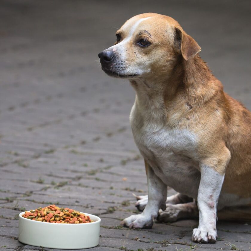 dog sitting by their food