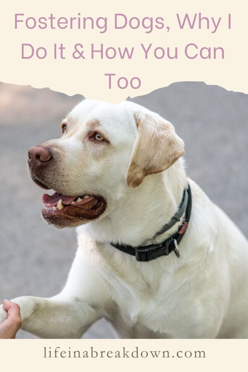 Are you wondering if you should foster a dog, this is Tracey's dog journey on how she fosters with Dog's Trust.