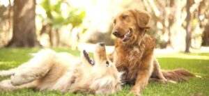 dogs playing on grass