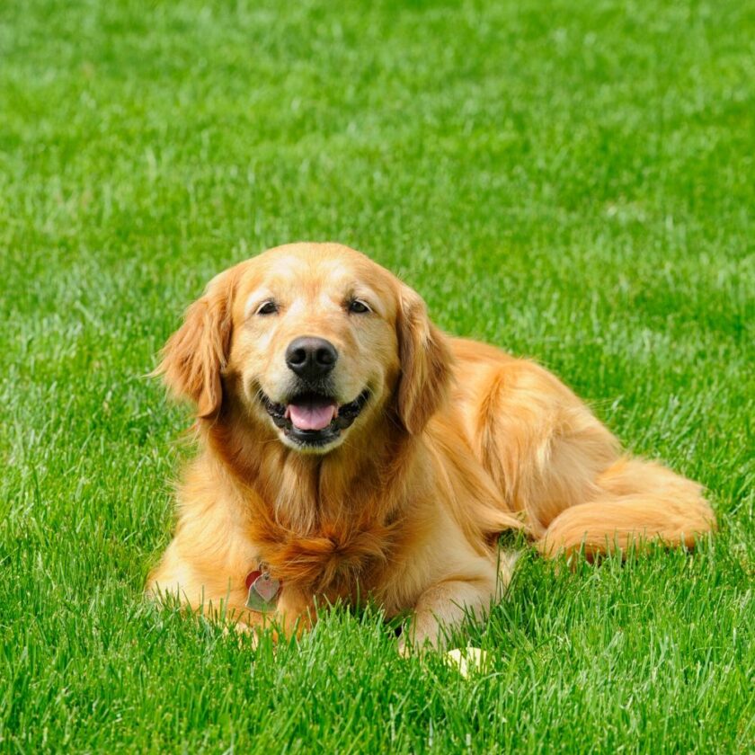 golden retriever dog sat in the grass
