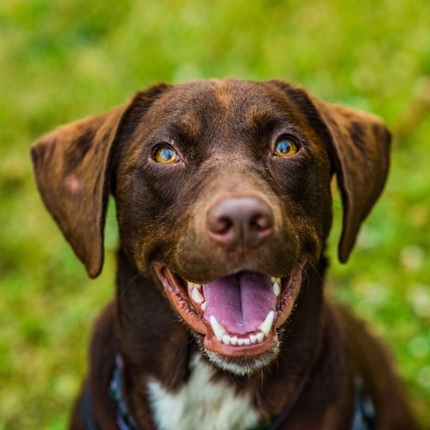 happy looking brown dog looking up at the camera