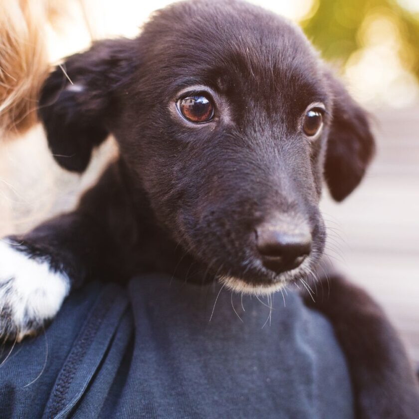 small dog being carried